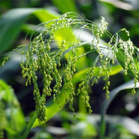 沭阳县小米草水稗草种子水草耐水淹耐旱湖南稷子养殖鱼虾蟹牧草籽