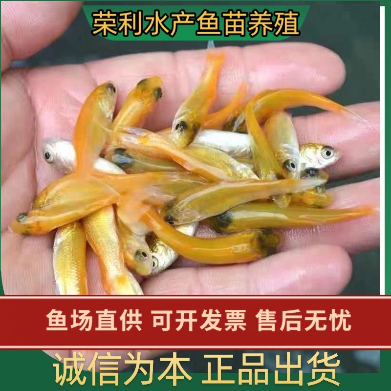 俄羅斯金草魚苗，金鯇魚苗批發(fā)，支持全國(guó)發(fā)貨空運(yùn) 客運(yùn)快遞