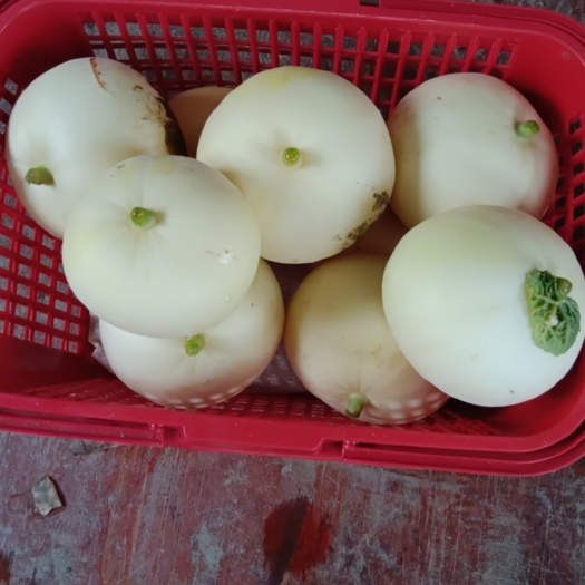 瑞安市甜瓜