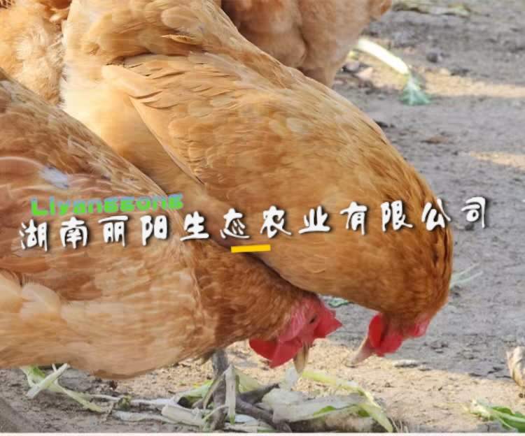 土鸡苗出壳小苗苏禽绿壳多蛋小鸡苗细脚高脚黄羽麻羽蛋鸡苗