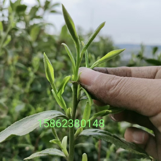 苏州碧螺春明后茶 一芽两叶