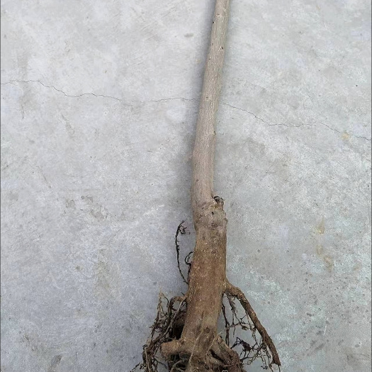 枣庄无花果苗包邮一颗五年苗