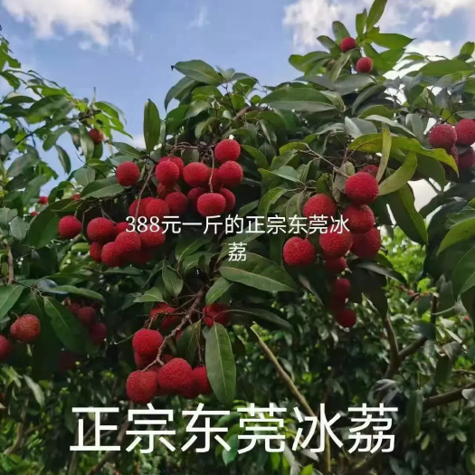 灵山县新品种冰荔苗冰荔嫁接苗阳台庭院楼顶均匀种植