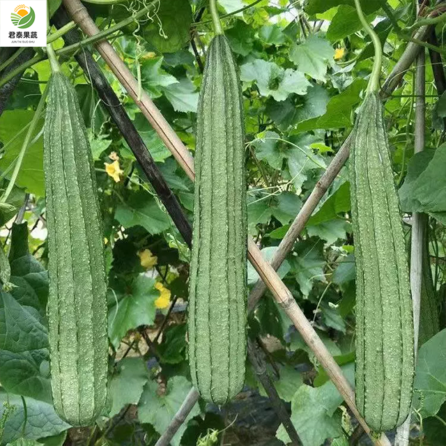 丝瓜八角瓜棱角瓜大量上市，质优价廉