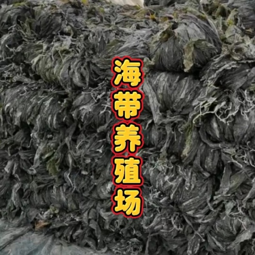 霞浦县干海带挂菜海带片海带结海带条板菜压缩海带丝烘干裙带菜海带