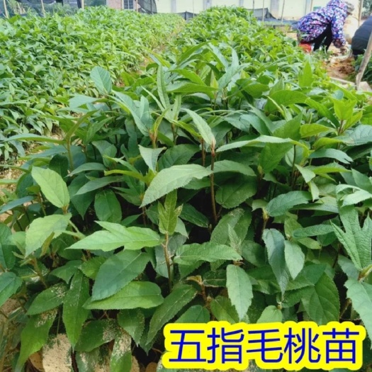 灵山县广西五指毛桃苗中药材苗带土带叶好种易活二年丰产