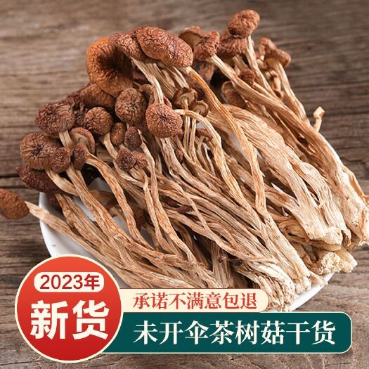 青龙县茶树菇干货古田农家茶树菇新货批发蘑菇煲炖汤