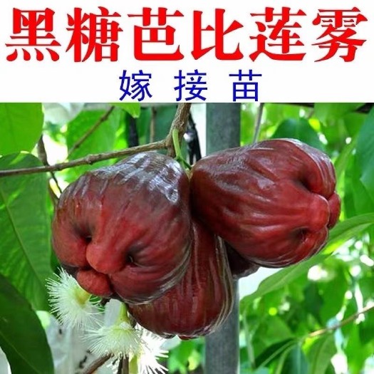 灵山县莲雾苗黑金刚莲雾苗大叶红莲雾苗黑糖芭比莲雾苗黑珍珠莲雾苗