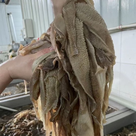 成都毛肚二指条