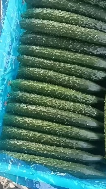 莘县精品黄瓜  密刺黄瓜  黑油亮绿油亮  个人一手货源