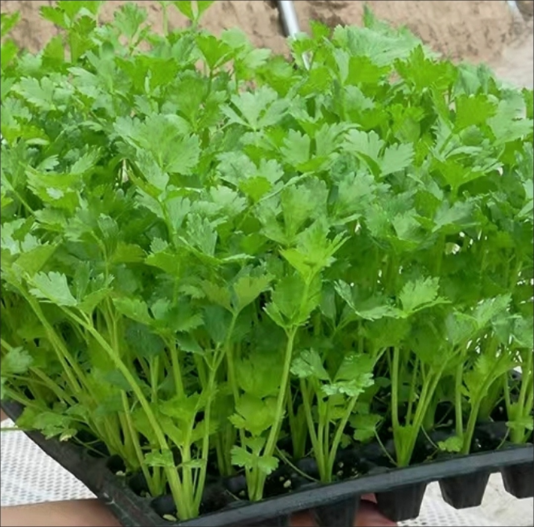 芹菜苗包邮五颗