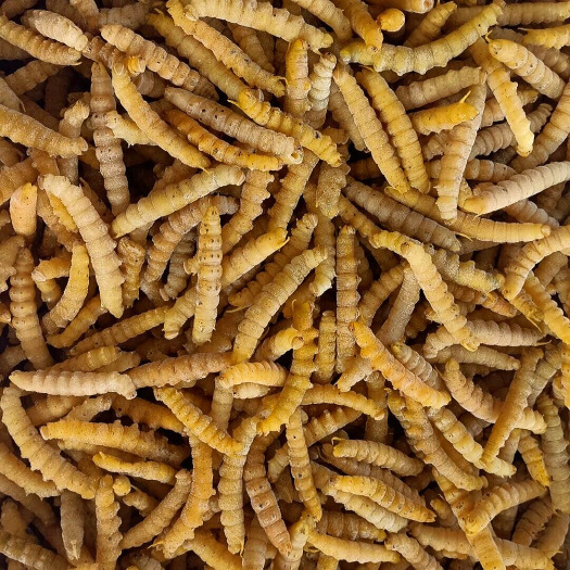 豆虫包邮冷冻一斤