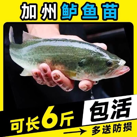 广州加州鲈鱼苗  优鲈3号，加洲鲈鱼苗，驯化吃饲料