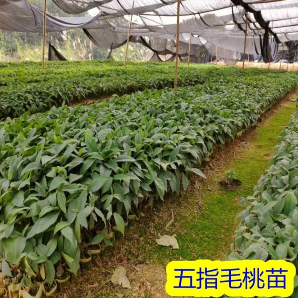 广西五指毛桃苗中药材苗带土带叶好种易活二年丰产