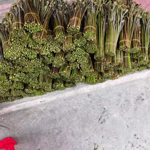 镇雄县蕨菜大量出货
