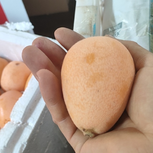 米易县米易枇杷