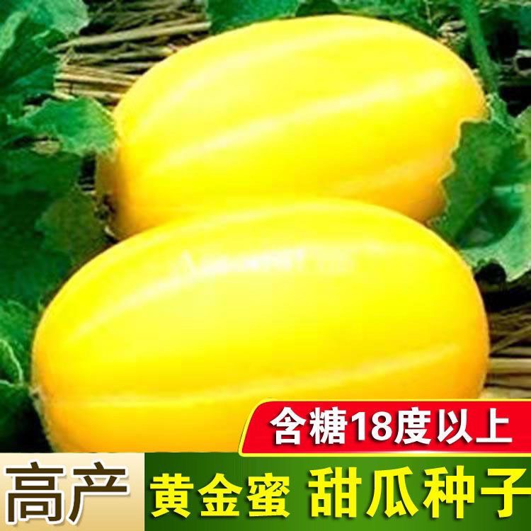 长沙黄金蜜甜瓜种子四季绿宝金瓜苦瓜哈密瓜种香瓜种子黄金道瓜种籽