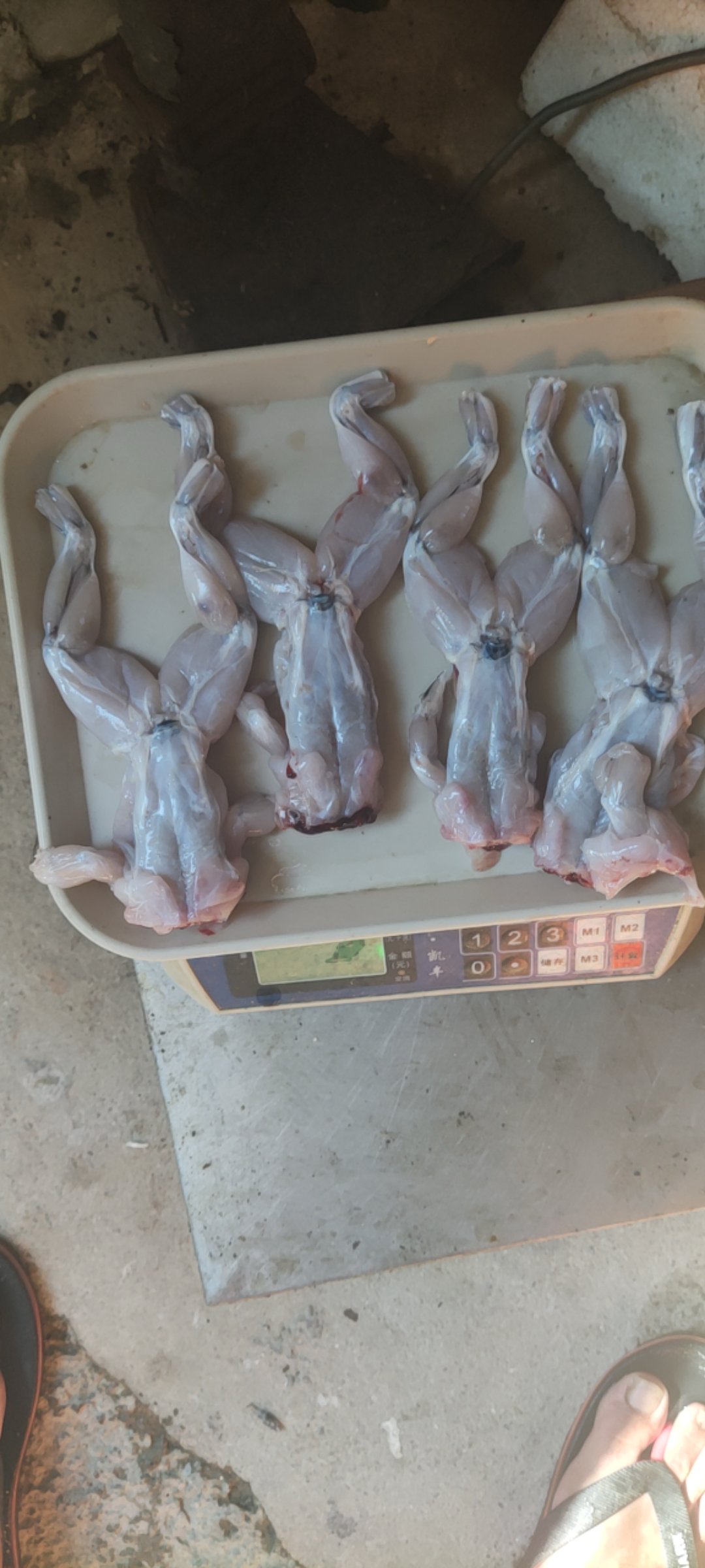 汕头牛蛙 冰鲜蛙肉 鲜活蛙肉 大量现货