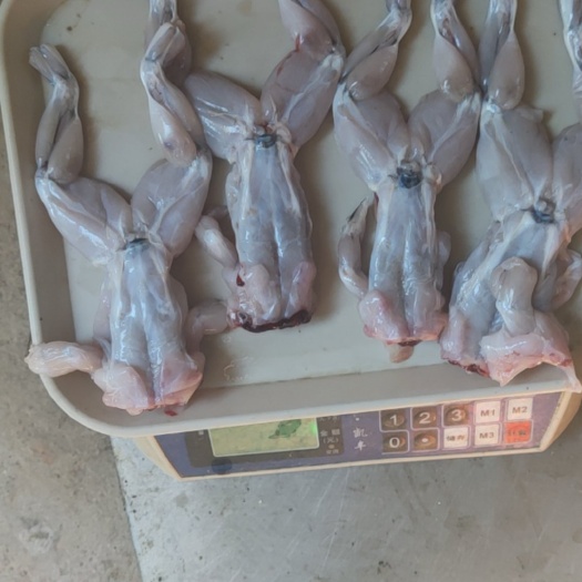 汕头牛蛙 冰鲜蛙肉 鲜活蛙肉 大量现货