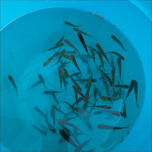 枣庄草鱼苗包邮100条2-4cm