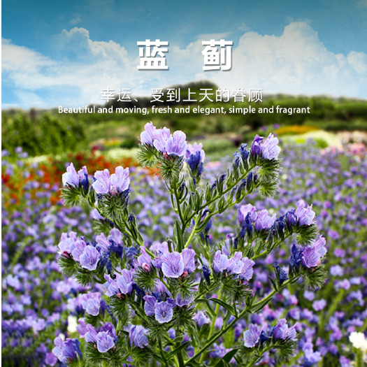 沭阳县蓝蓟种子庭院花园阳台花种盆栽露地播花境保健容易种开花密集
