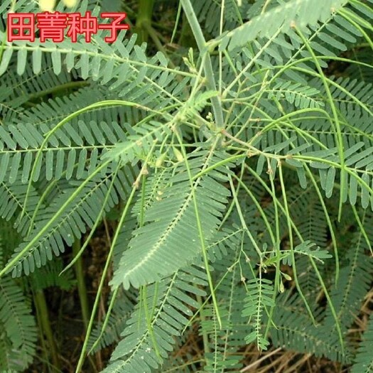 沭阳县田菁种子别名碱菁涝豆耐涝耐旱盐碱土壤改良牧草果园固氮绿肥种籽