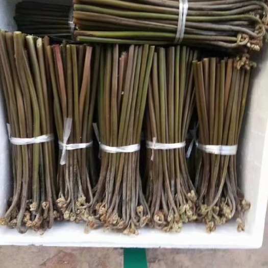 兴义市真正高山好野菜
