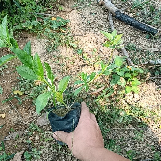 揭阳花叶假连翘青叶假连翘银边假连翘，自家常年种值大量现货供应