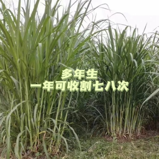 普定县精选红象草种节，一根两牙，一百牙起卖，0.11一牙，包邮包售