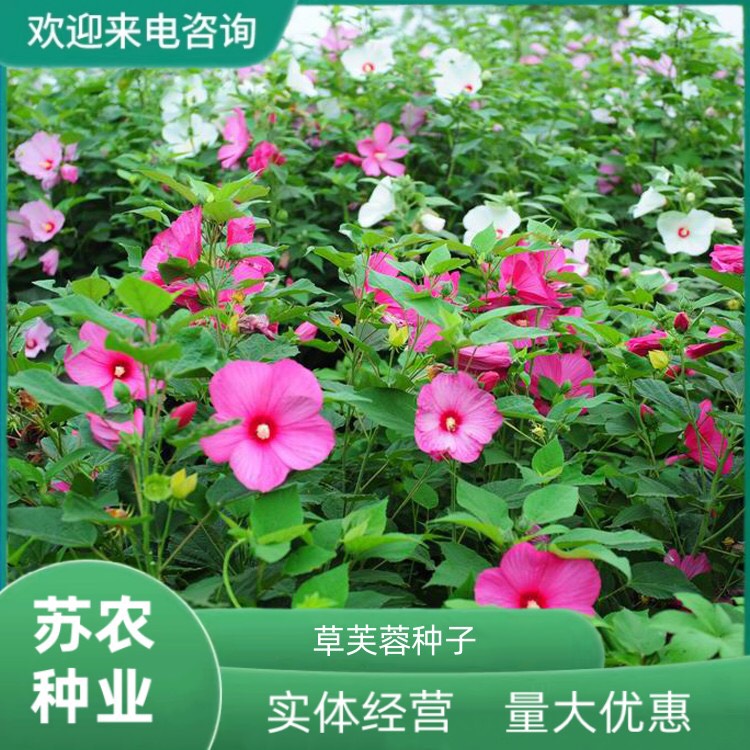 沭阳县草芙蓉种子新采大花秋葵种子草芙蓉四季种耐寒耐阴多年生宿根