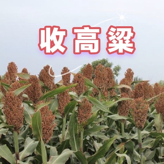唐河县红高粱.糯高粱. 高粱 毛粮(杂粮)收.