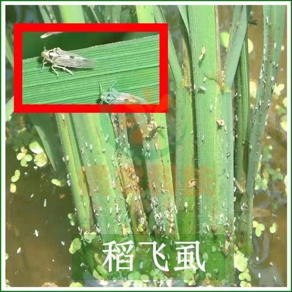河北博嘉 10%啶虫脒乳油 精粉工艺蚜虫