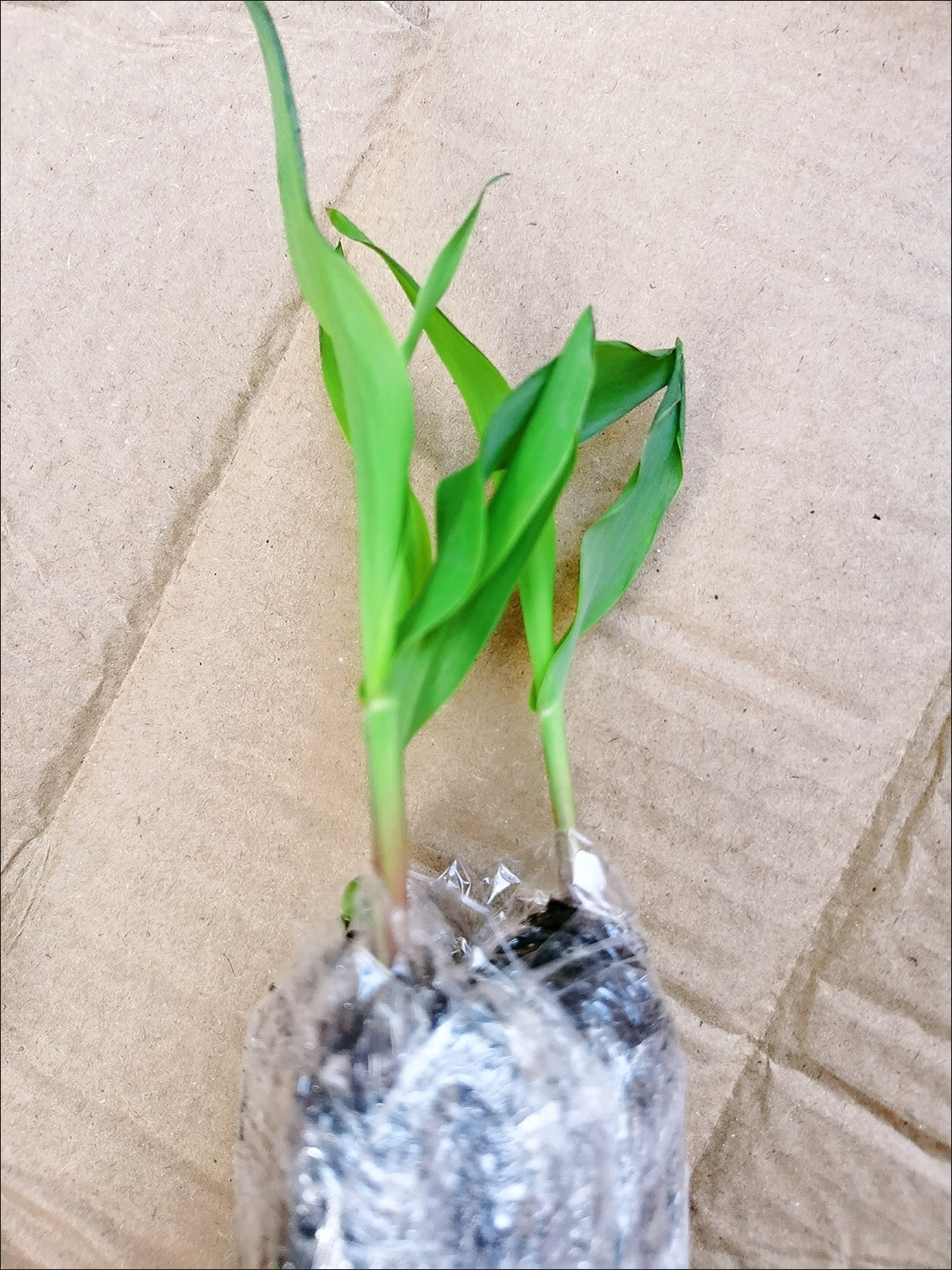 玉米苗包邮五颗