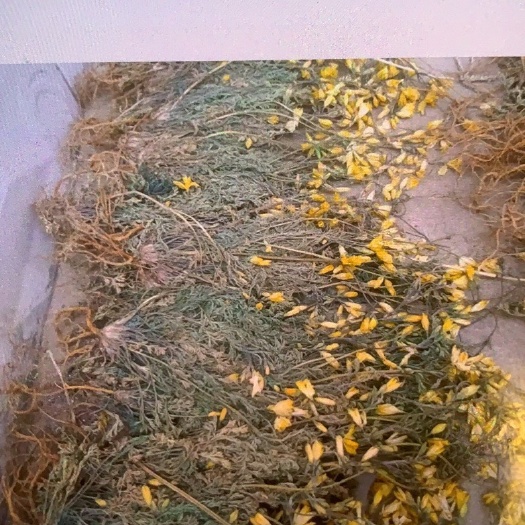洛阳正宗黄花茵陈，伊川小米
