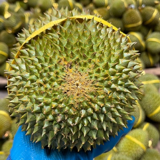 昆明泰国托曼尼榴莲3-4斤/个