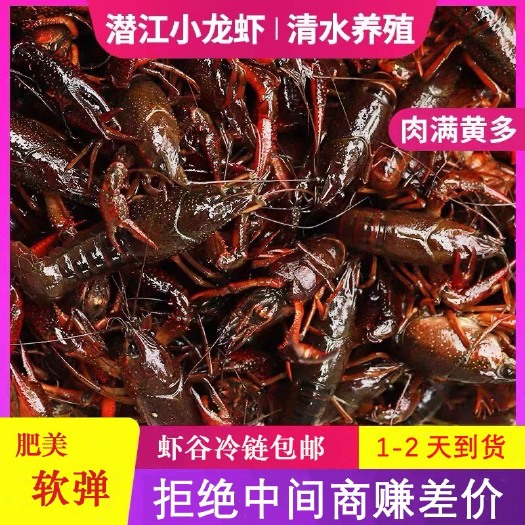 潜江市潜江小龙虾精养虾，现捕现发物流专车小中大青红虾全国餐饮批发