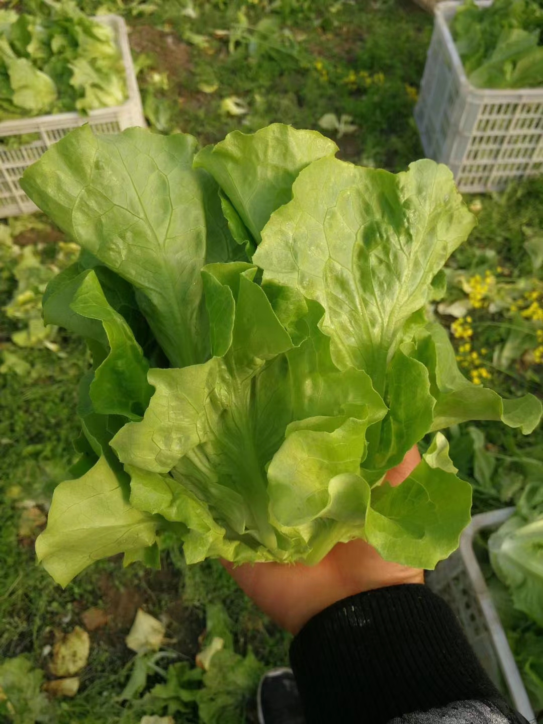 生菜 意大利生菜 南通基地直发 对接 商超 电商 食堂