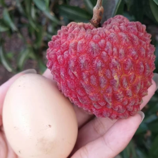 澄迈县海南桂花香老树荔枝王，果园开始预订了。