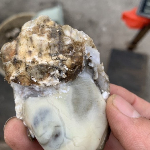 日照壳薄肉肥乳山海蛎，大小都肥量大从优