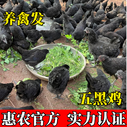 南宁五黑鸡苗 五黑一绿蛋鸡苗 绿壳蛋鸡苗 做好疫苗发货