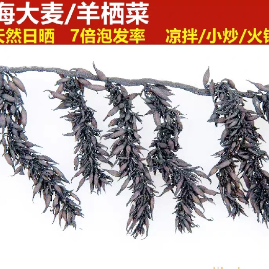 温州羊栖菜芽全羊栖菜芽e日本人长寿的秘诀吃海菜羊栖菜芽一斤包邮