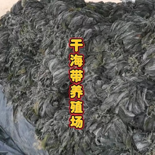 霞浦县干海带挂菜海带头海带苗烘干海带丝压缩海带丝海带头海带结