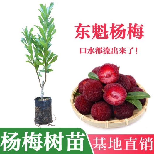 灵山县东魁杨梅树苗