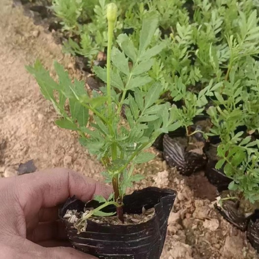 沭阳县万寿菊