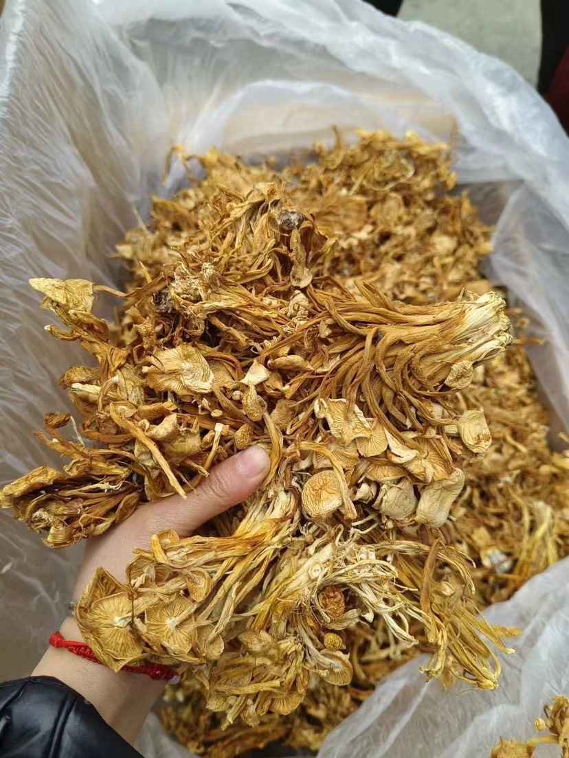 茶树菇 干茶树菇，40斤装，地摊，展会，都可以卖