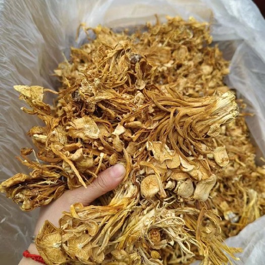 成都茶树菇 干茶树菇，40斤装，地摊，展会，都可以卖