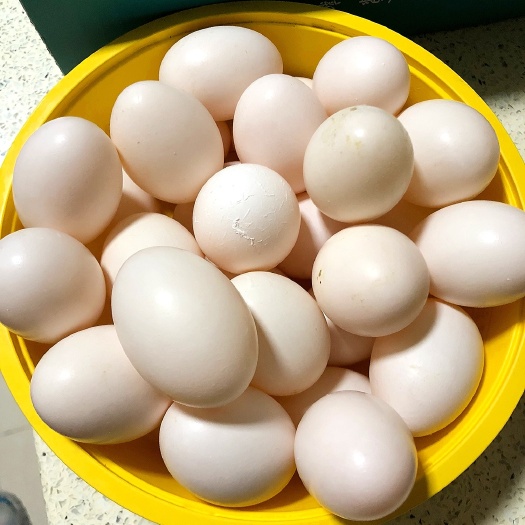 枣庄鸽子蛋包邮30个