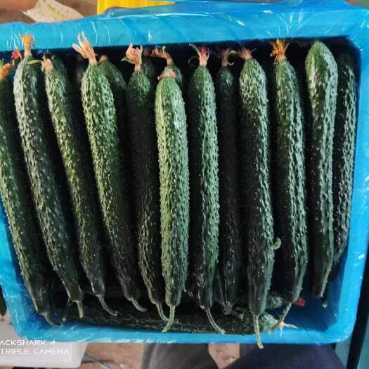 莘县黄瓜