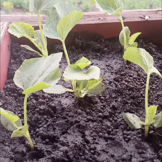 枣庄羊角蜜苗包邮五颗