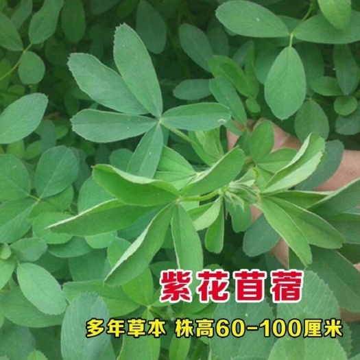 嘉祥县紫花苜蓿
多年生苜蓿草四季常青牧草鸡鸭鹅牛羊鱼草